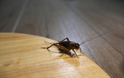 Cricket Control Service